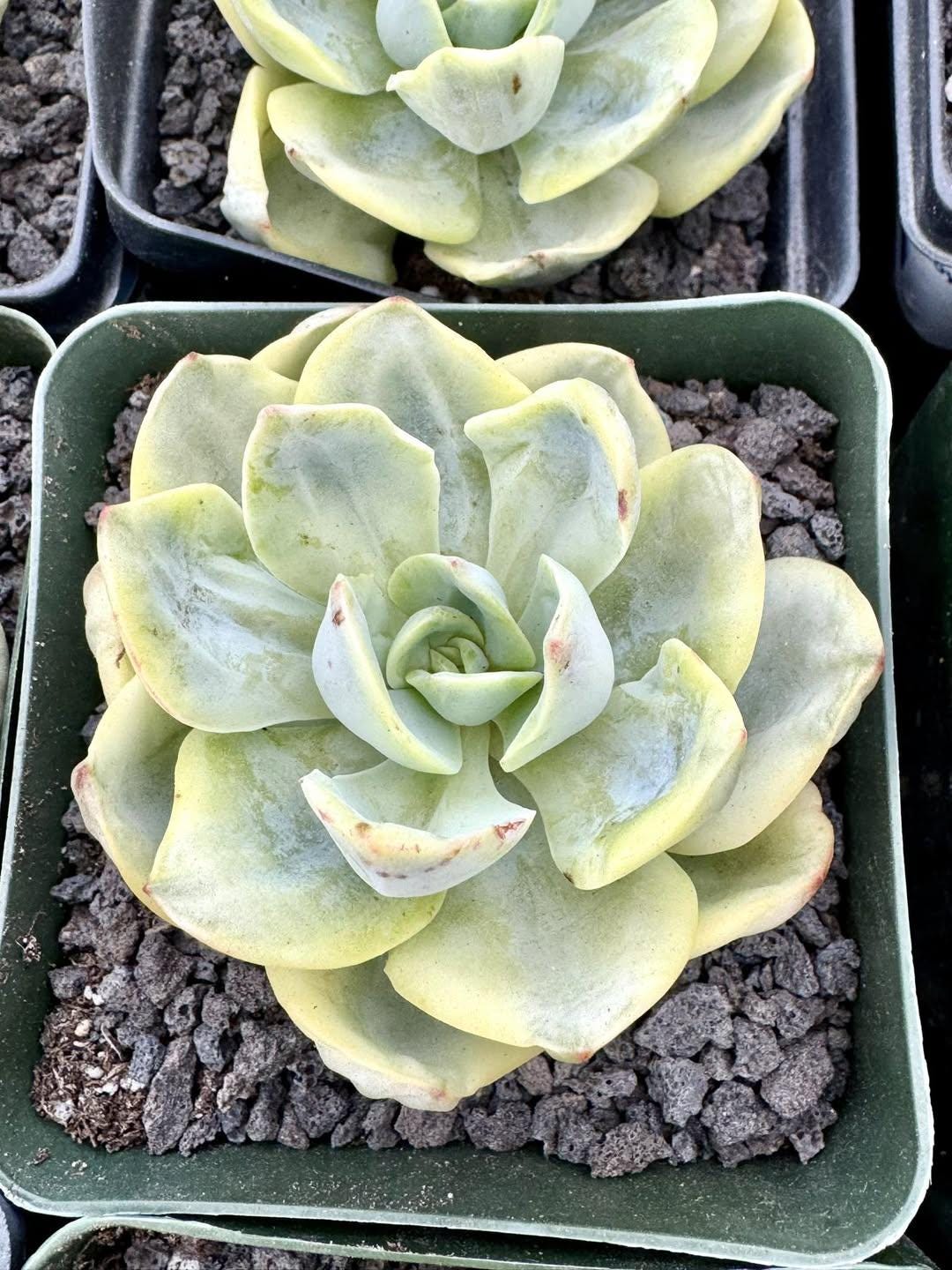 Echeveria Sprite Variegated | Rare Imported Succulent | Collector’s Succulent