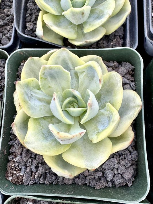 Echeveria Sprite Variegated | Rare Imported Succulent | Collector’s Succulent