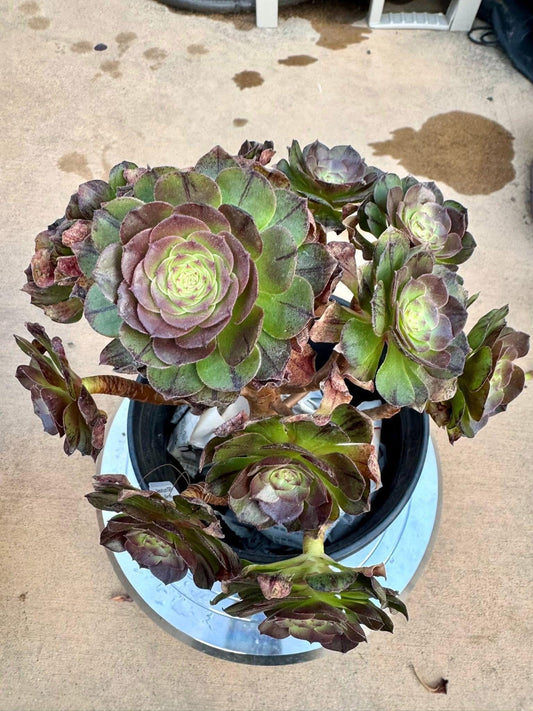 Aeonium Halloween Silk Variegated | Live Succulent Plant | Imported Succulent