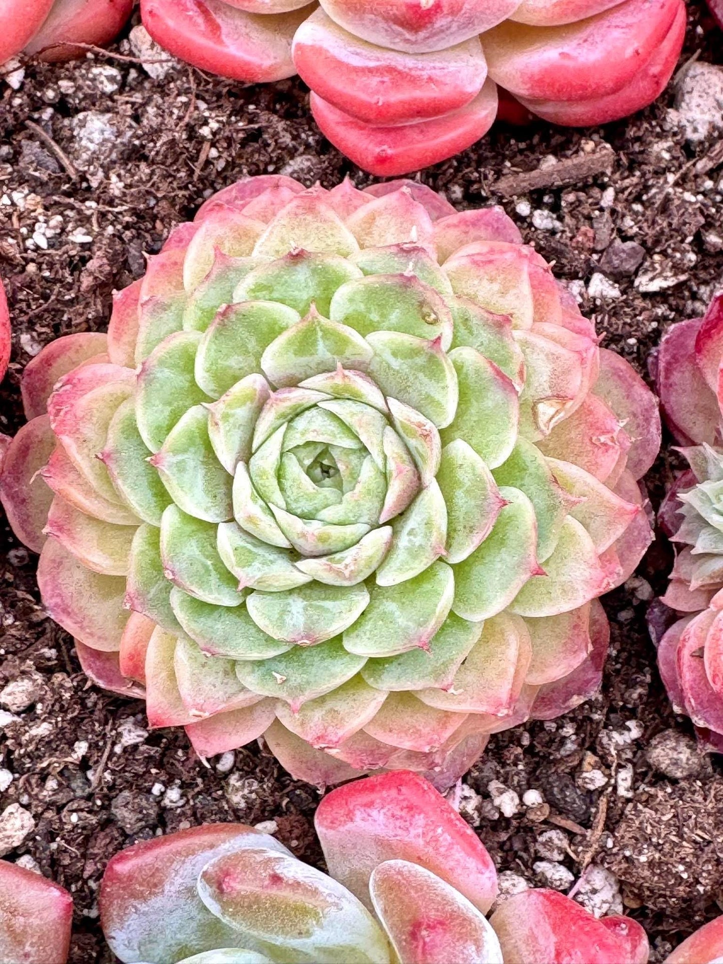 Echeveria Cinnabar Mole | Live Succulent Plant | Echeveria Cluster | Rare Imported Echeveria | Imported Plants