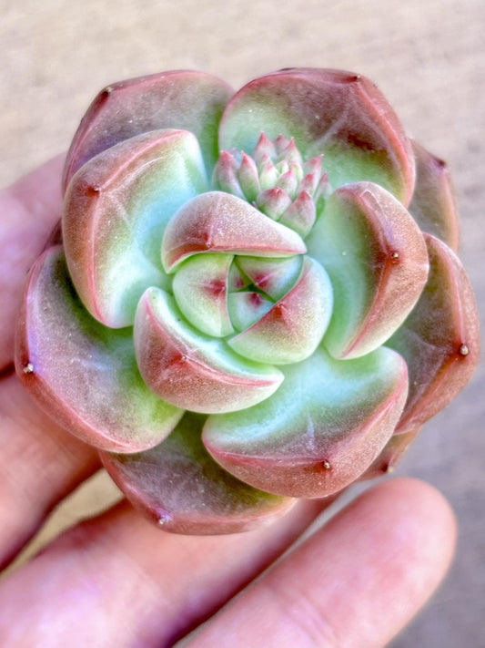 Echeveria Gondola Rose size ~2.25” | Live Succulent Plant | Imported Plants | Imported Echeveria