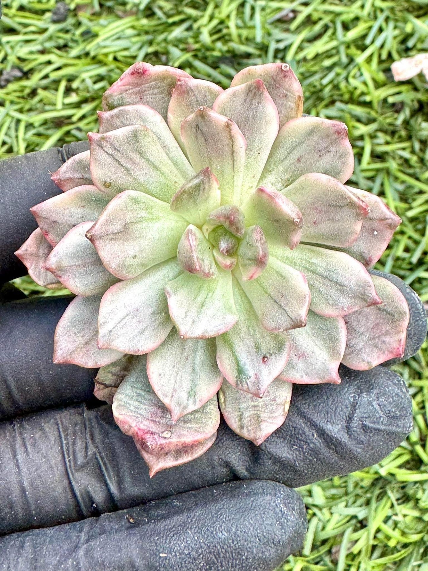 Echeveria Silver Olivia Variegated | Live Succulent Plant | Korean Succulent | Variegated Echeveria | Imported Plants