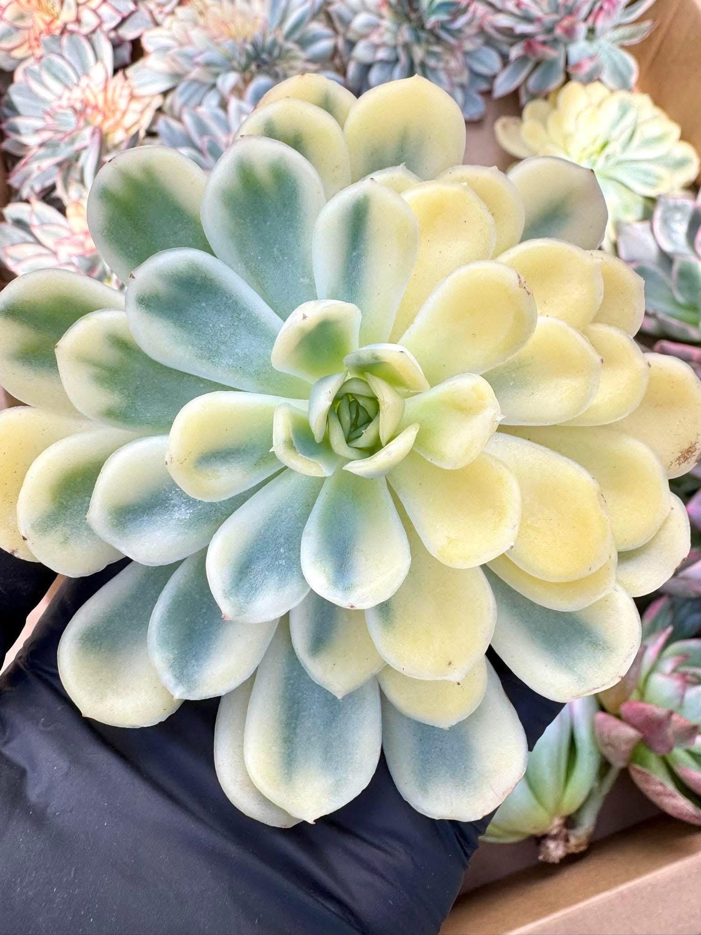 Echeveria Gold Berry Half Moon Variegated | Live Succulent Plant | Korean Succulent | Variegated Echeveria | Imported Plants