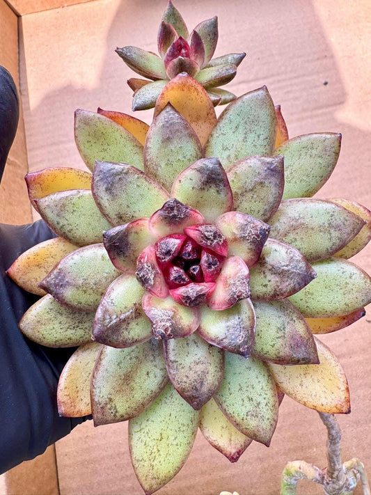 Echeveria Black Crystal Rose Sugar Heart | Live Succulent Plant | Korean Succulent | Variegated Echeveria | Imported Plants