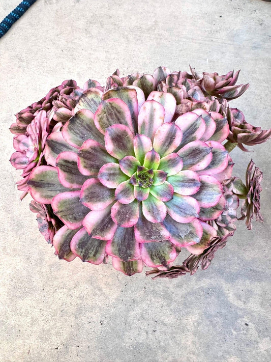 Aeonium Purple Cloud Variegated | Live Succulent Plant | Rare Imported Aeonium | Imported Plants