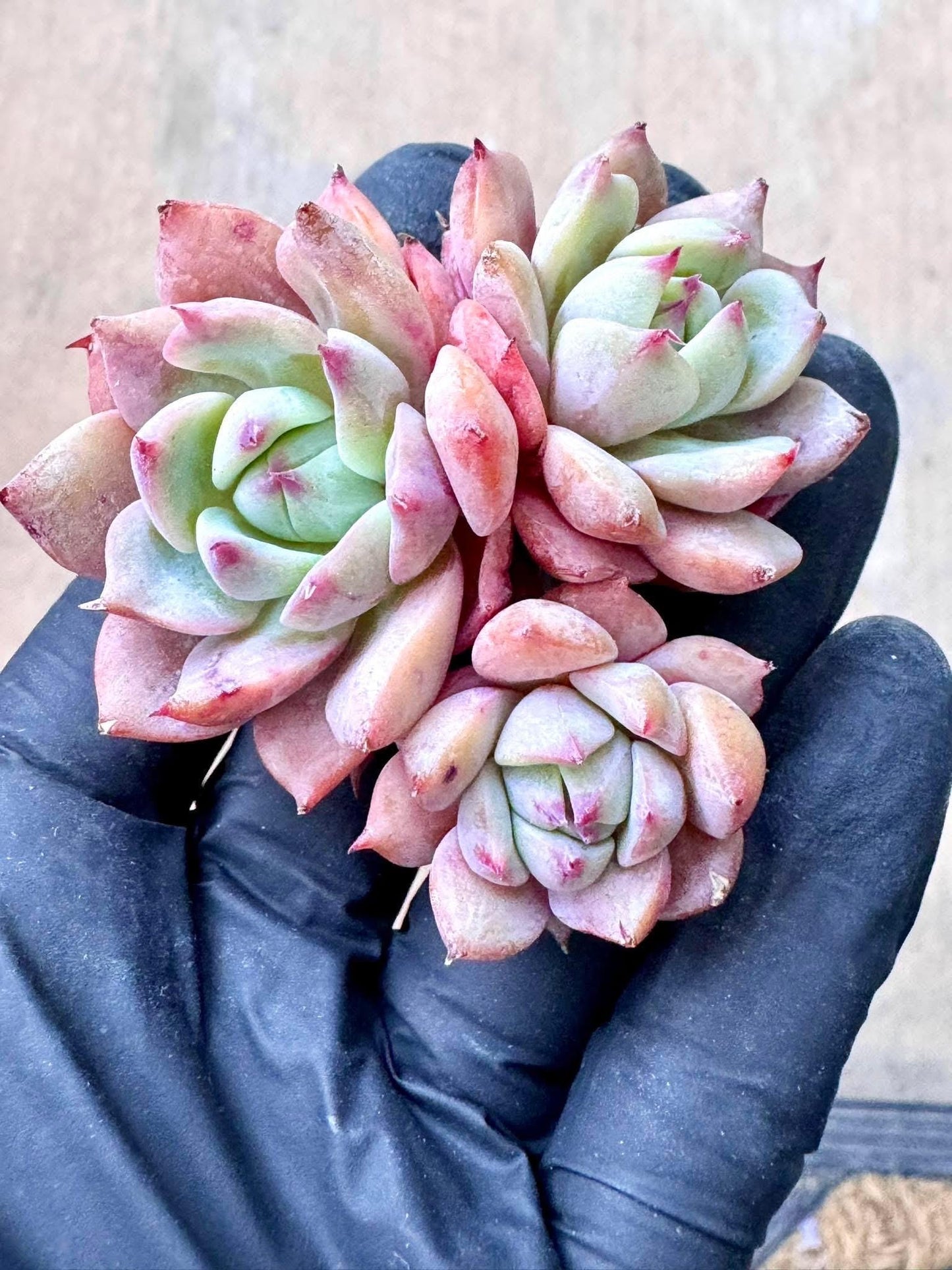 Echeveria Prism | Rare Imported Succulent | Collector Succulent