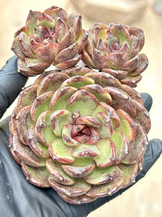 Echeveria Gargamel | Live Succulent Plant | Echeveria Cluster | Rare Imported Echeveria | Imported Plants