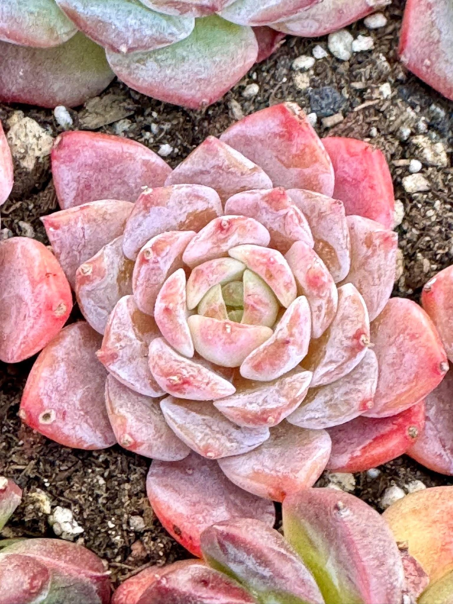 Echeveria Amazing Grace | Live Succulent Plant | Korean Succulent | Variegated Echeveria | Imported Plants