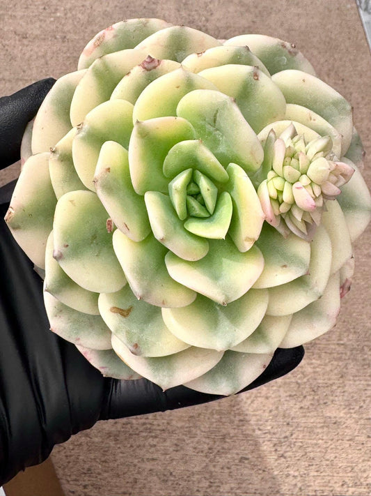 Echeveria Nicksana Variegated | Rare Imported Succulent | Collector’s Succulent