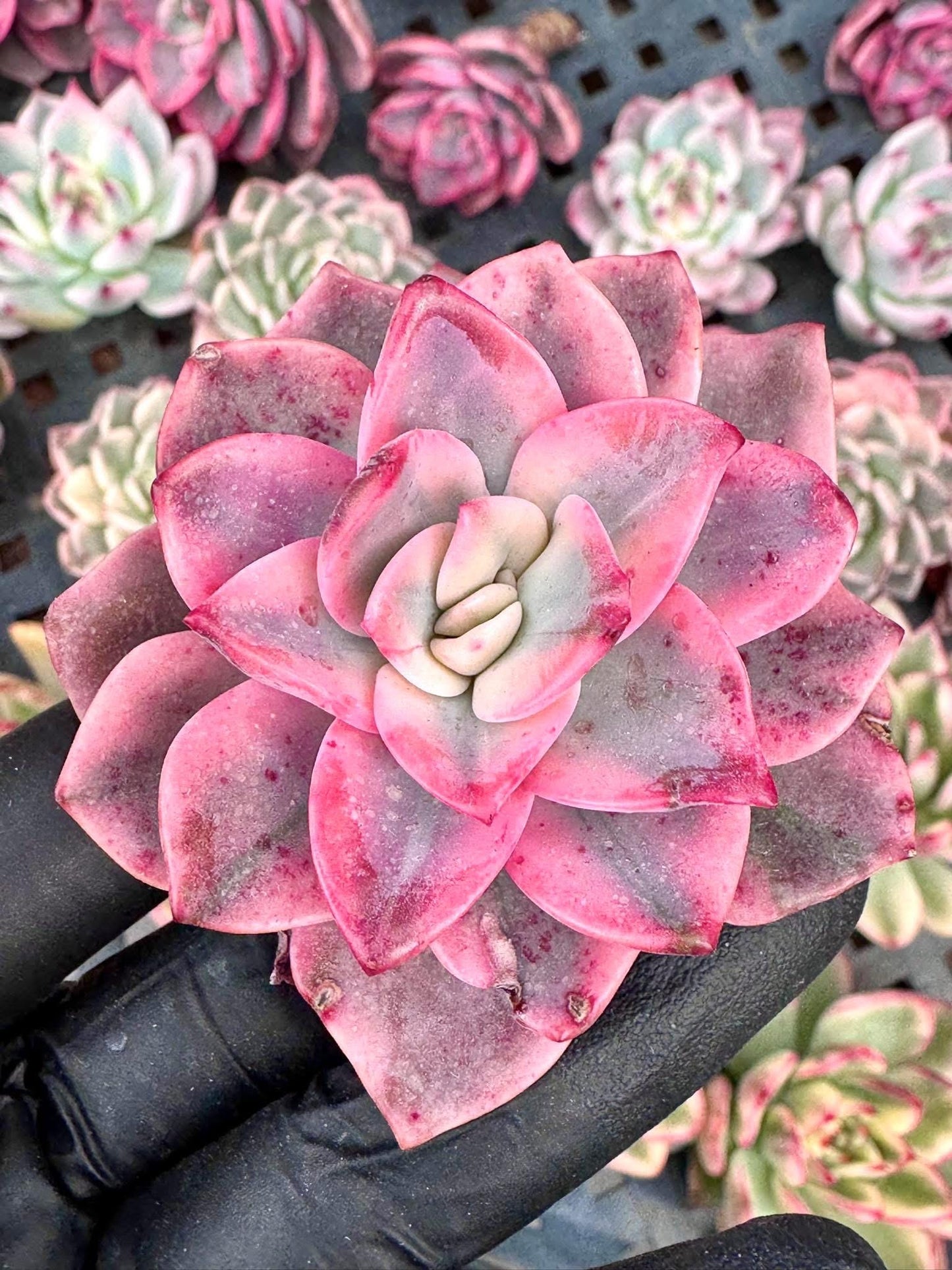 Echeveria Pink Harin Variegated | Rare Imported Succulent | Collector Succulent