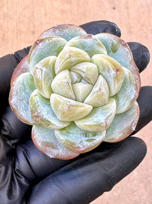 Echeveria Jade Carving | Rare Imported Succulent | Collector’s Succulent