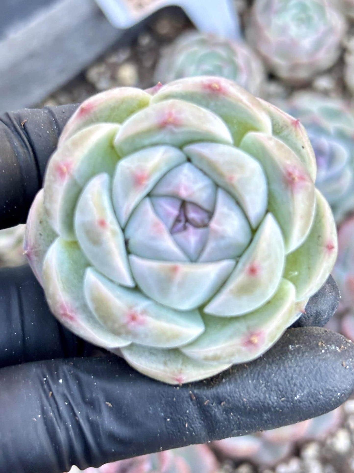 Echeveria Lychee Bubble| Live Succulent Plant | Korean Succulent | Variegated aeonium | Imported Plants |