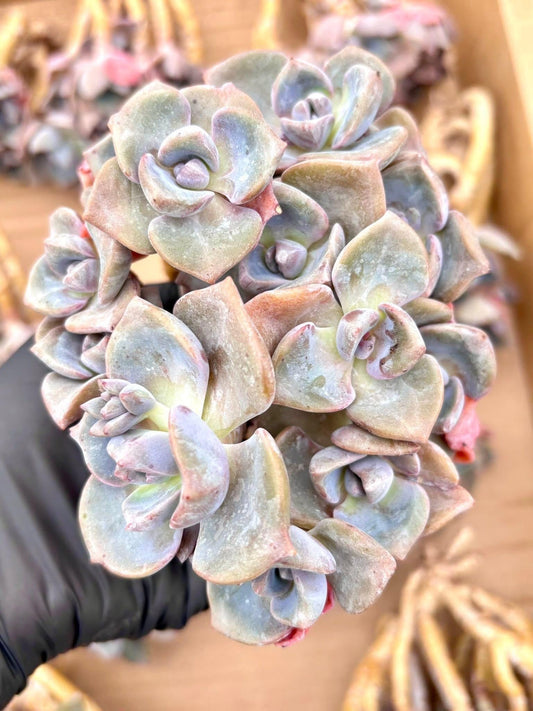 Echeveria Skittles | Live Succulent Plant | Korean Succulent | Rare Imported Echeveria | Imported Plants
