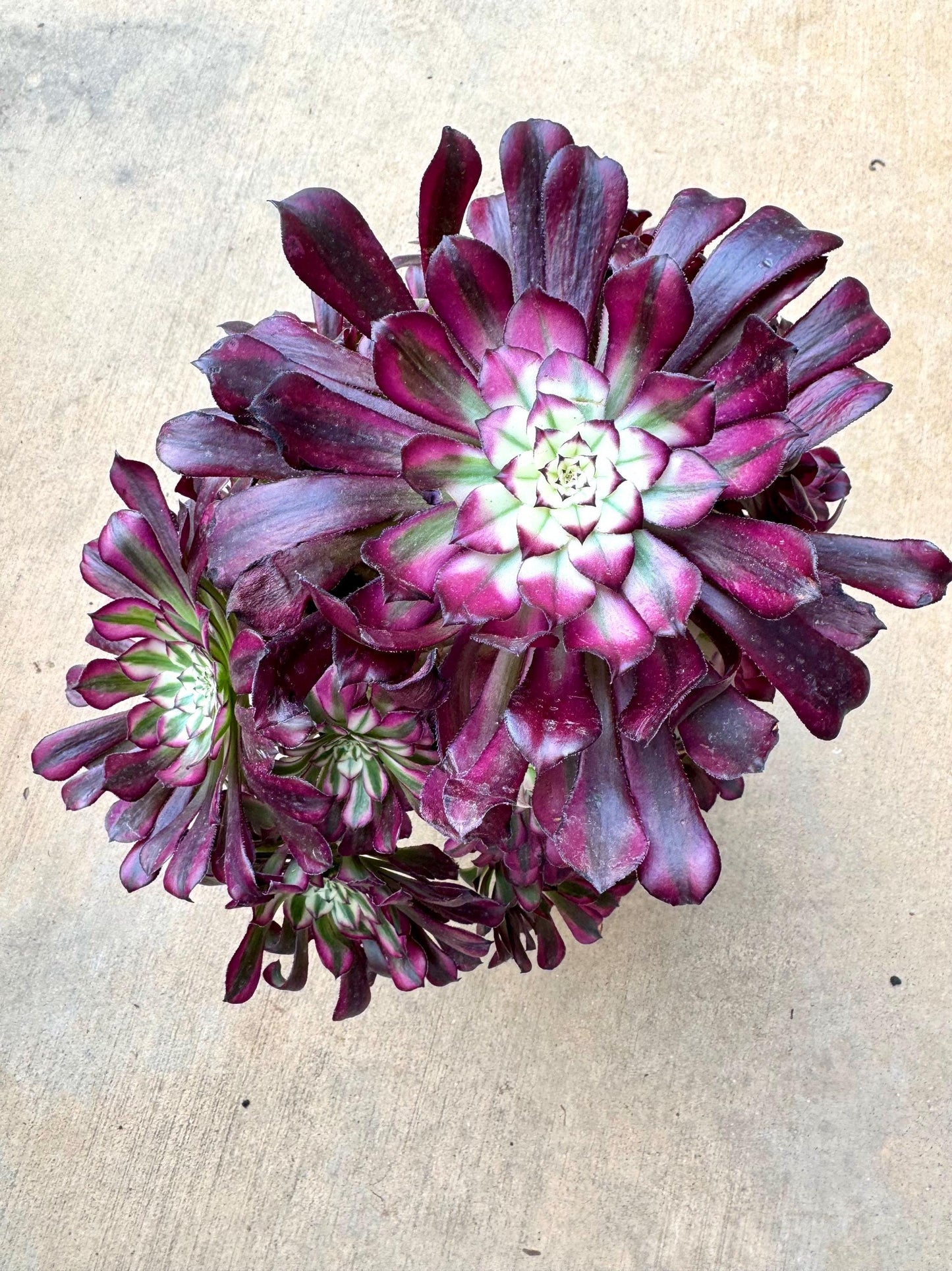 Variegated Aeonium Little Red Riding Hood Variegated | Rare Imported Succulent | Collector’s Succulent