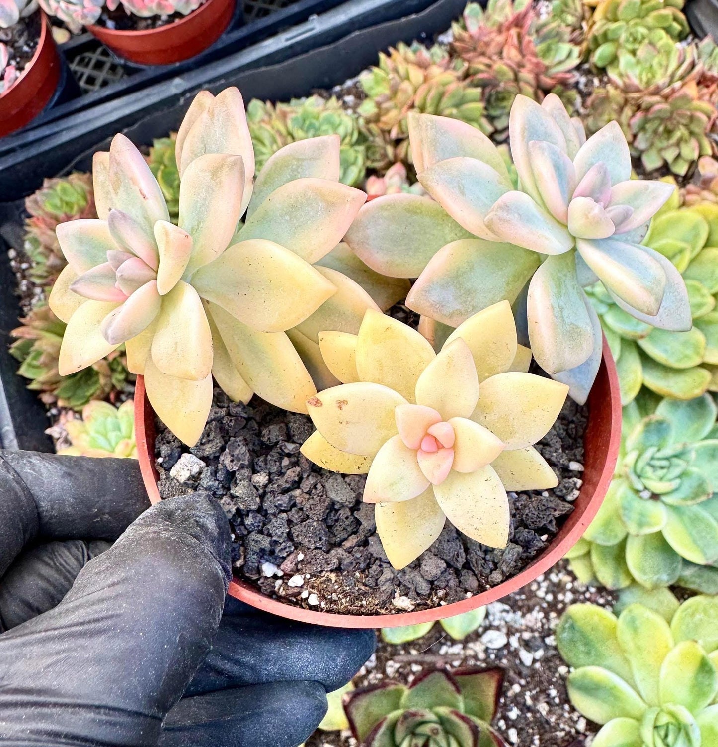 Echeveria Awayuki Variegated | Live Succulent Plant | Korean Succulent | Variegated Echeveria | Imported Plants