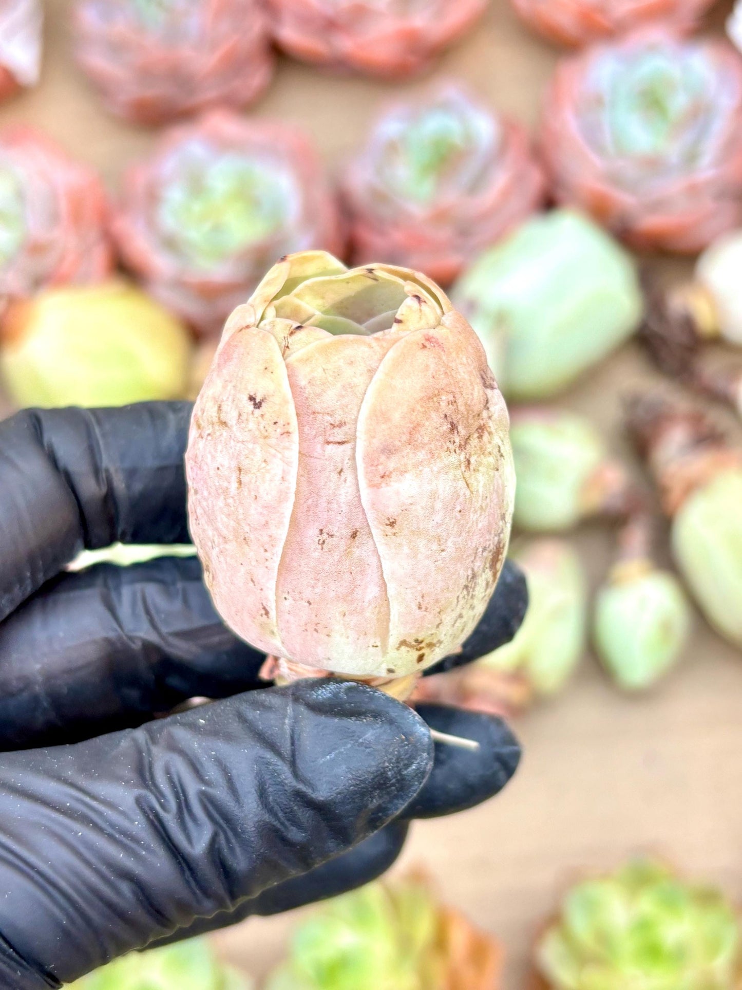 Greenovia Pink Yero | Live Succulent Plant | Korean Succulent | Rare Imported Echeveria | Imported Plants