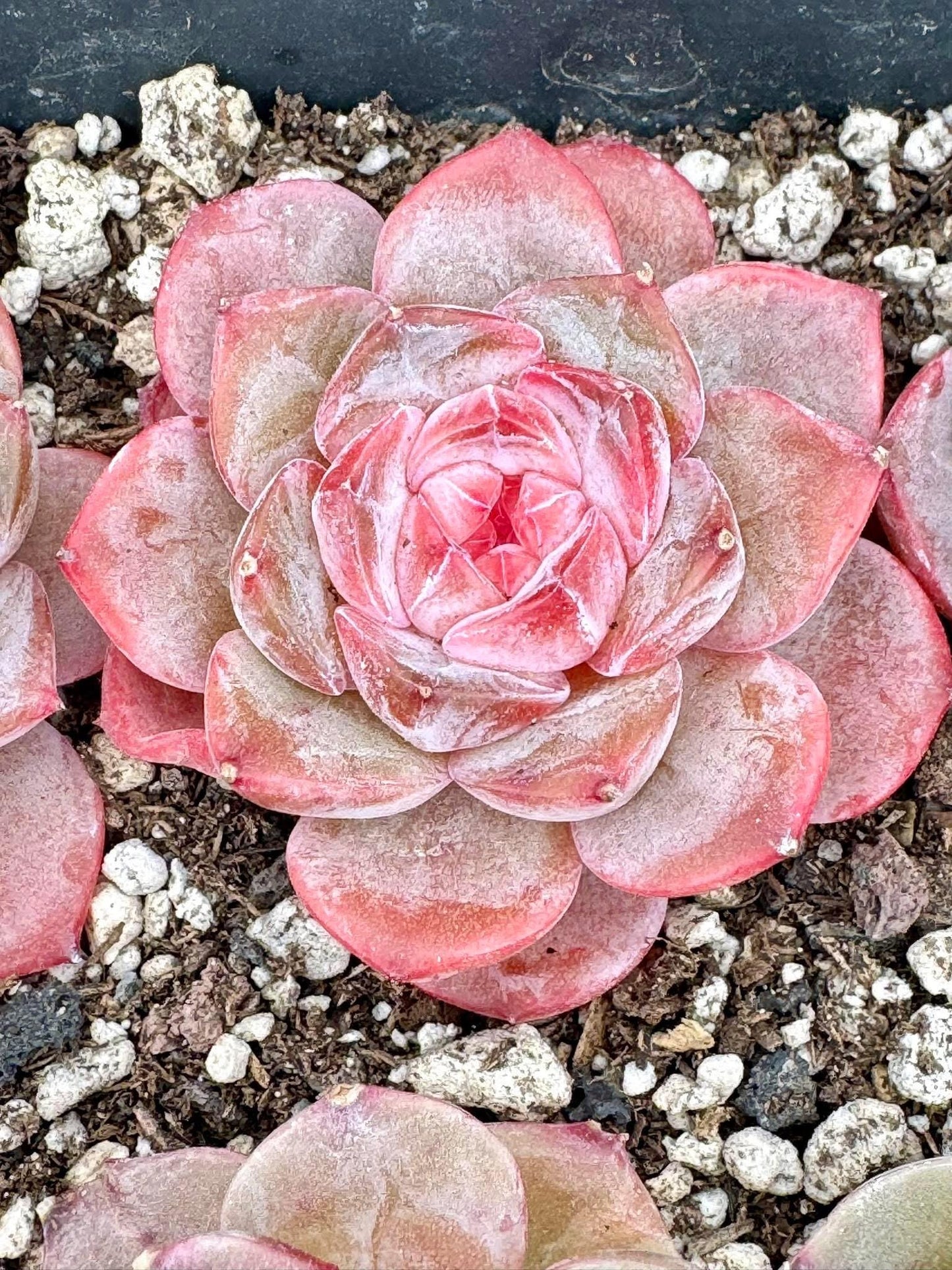 Echeveria Xiao Xiang | Live Succulent Plant | Korean Succulent | Variegated Echeveria | Imported Plants