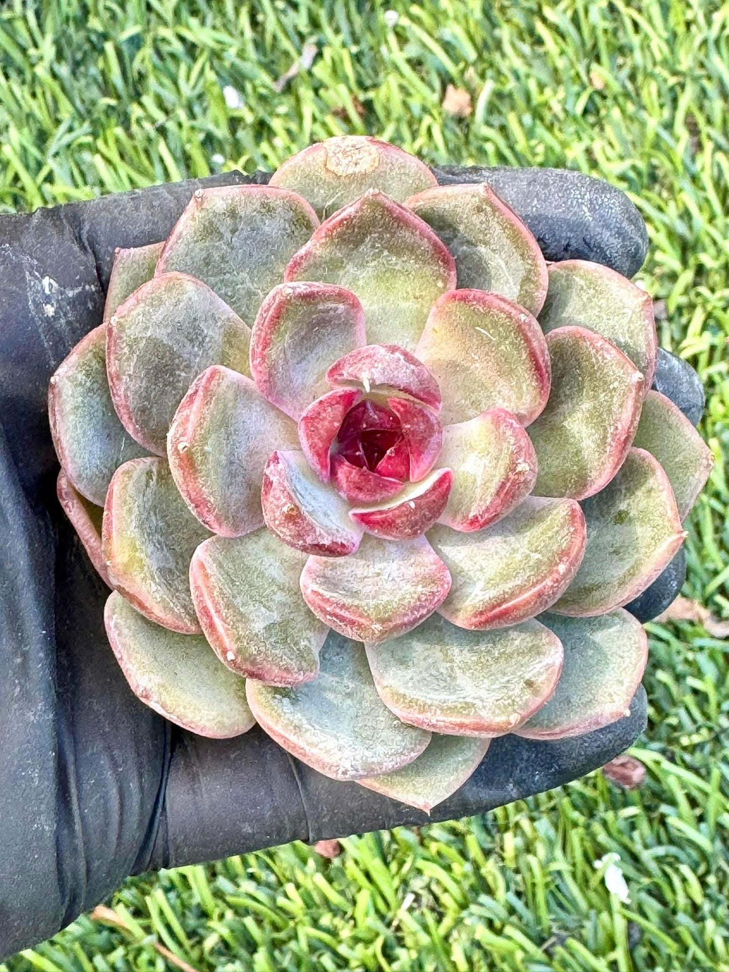 Echeveria Blueberry | Live Succulent Plant | Korean Succulent | Rare Imported Echeveria | Imported Plants