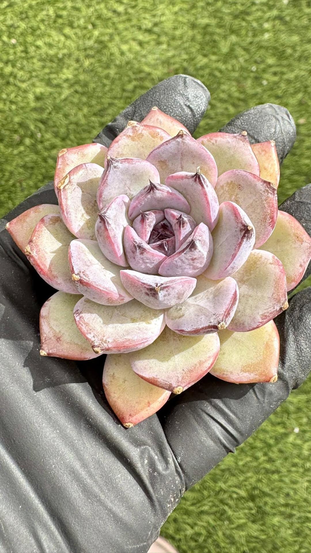 Echeveria Mist Walker | Rare Imported Succulent | Collector’s Succulent