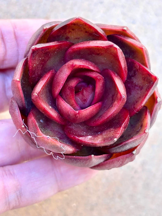 Echeveria Hong Deung | Live Succulent Plant | Korean Succulent | Rare Imported Echeveria | Imported Plants