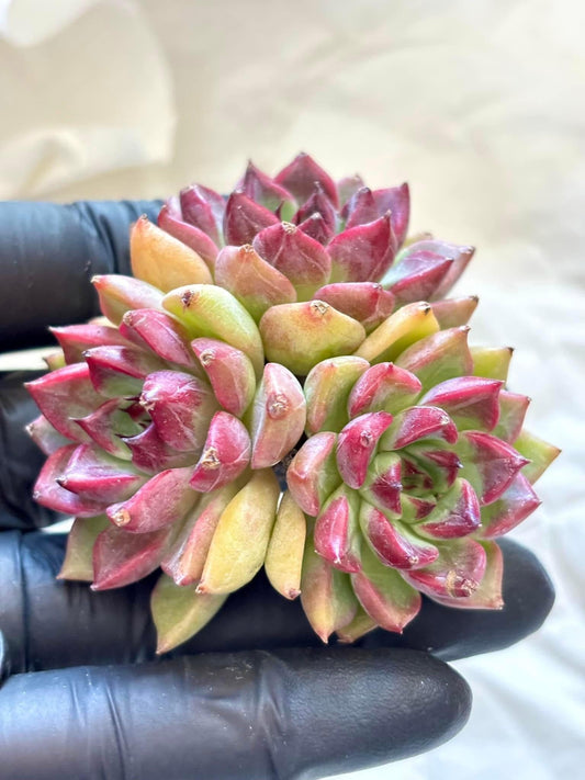 Echeveria Cherries | Live Succulent Plant | Korean Succulent | Variegated Echeveria | Imported Plants
