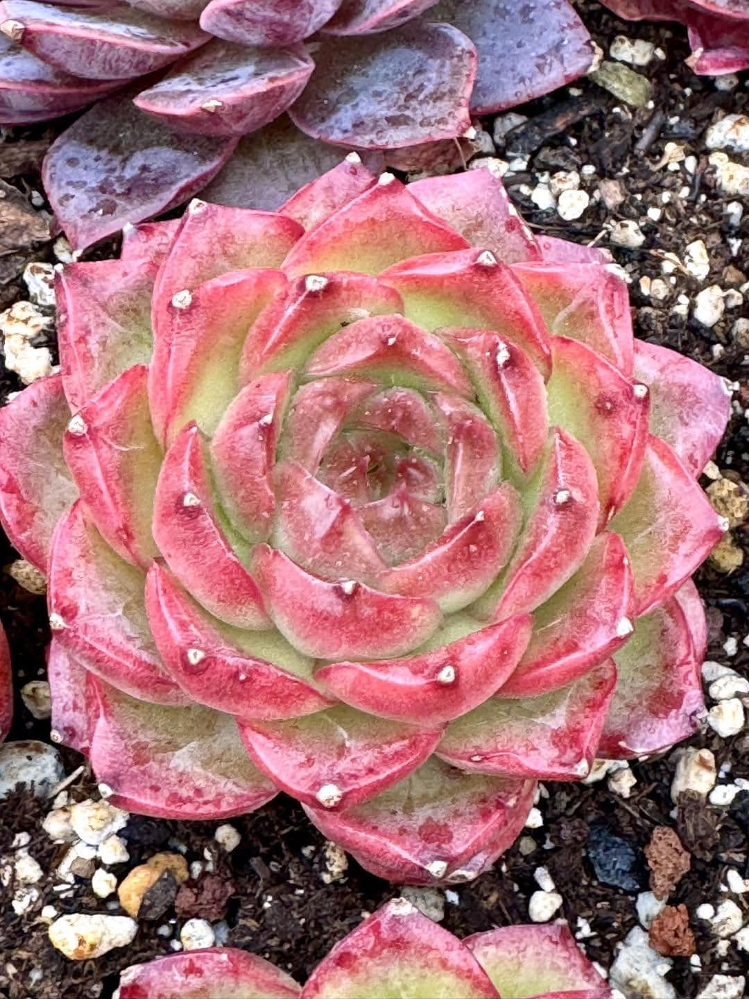 Echeveria Queen of the night | Rare Imported Succulent | Collector’s Succulent