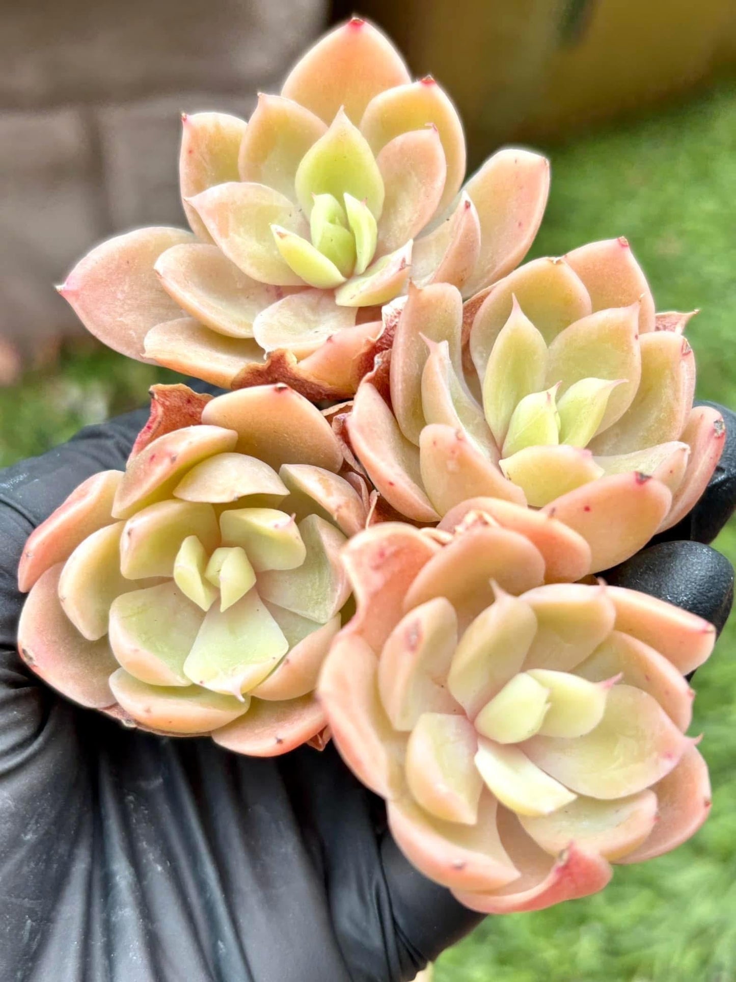 Echeveria Pink Pepe | Live Succulent Plant | Korean Succulent | Rare Imported Echeveria | Imported Plants
