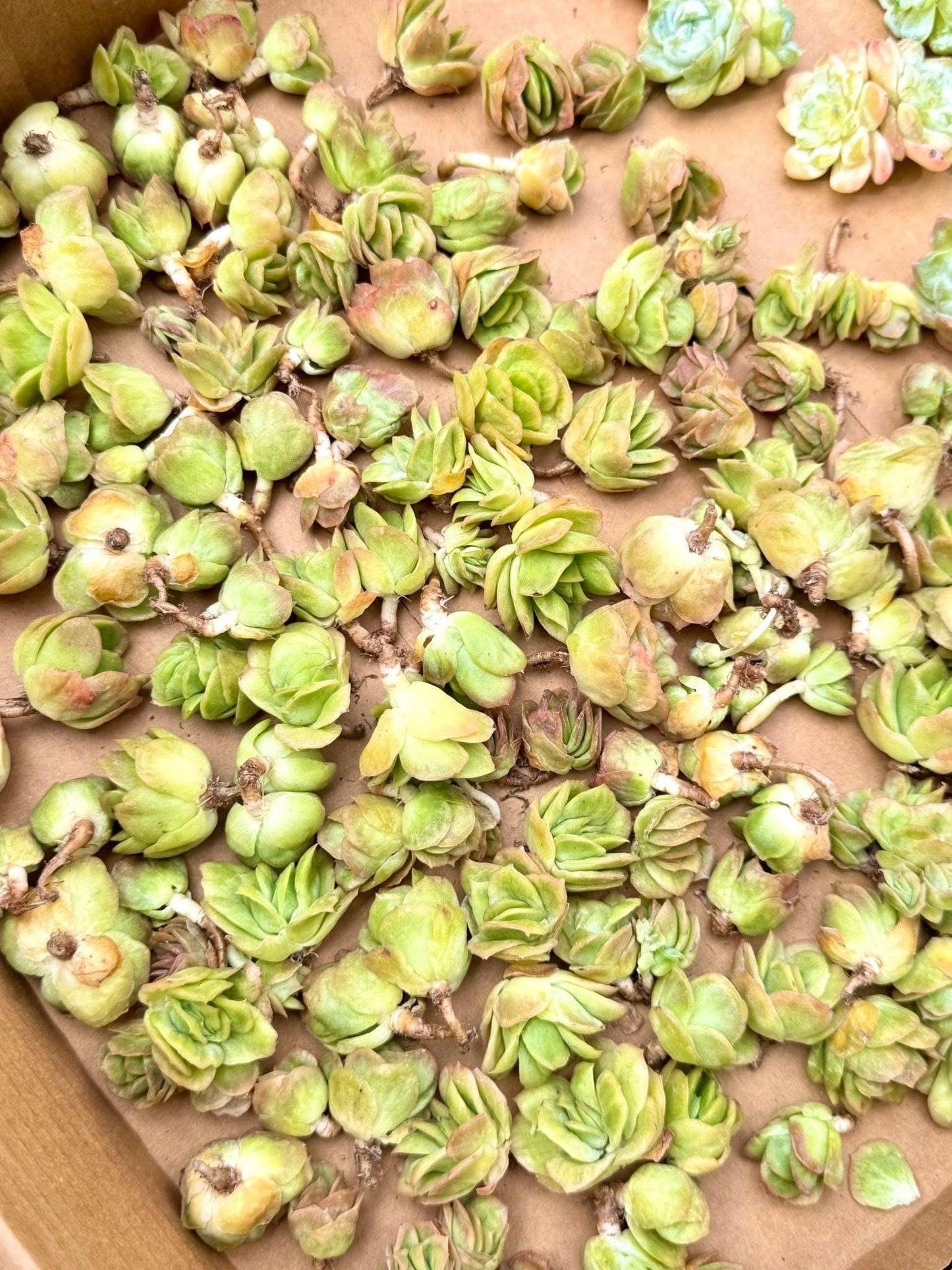 Echeveria Ice Rose Variegated (5pcs) | Live Succulent Plant | Korean Succulent | Rare Imported Echeveria | Imported Plants