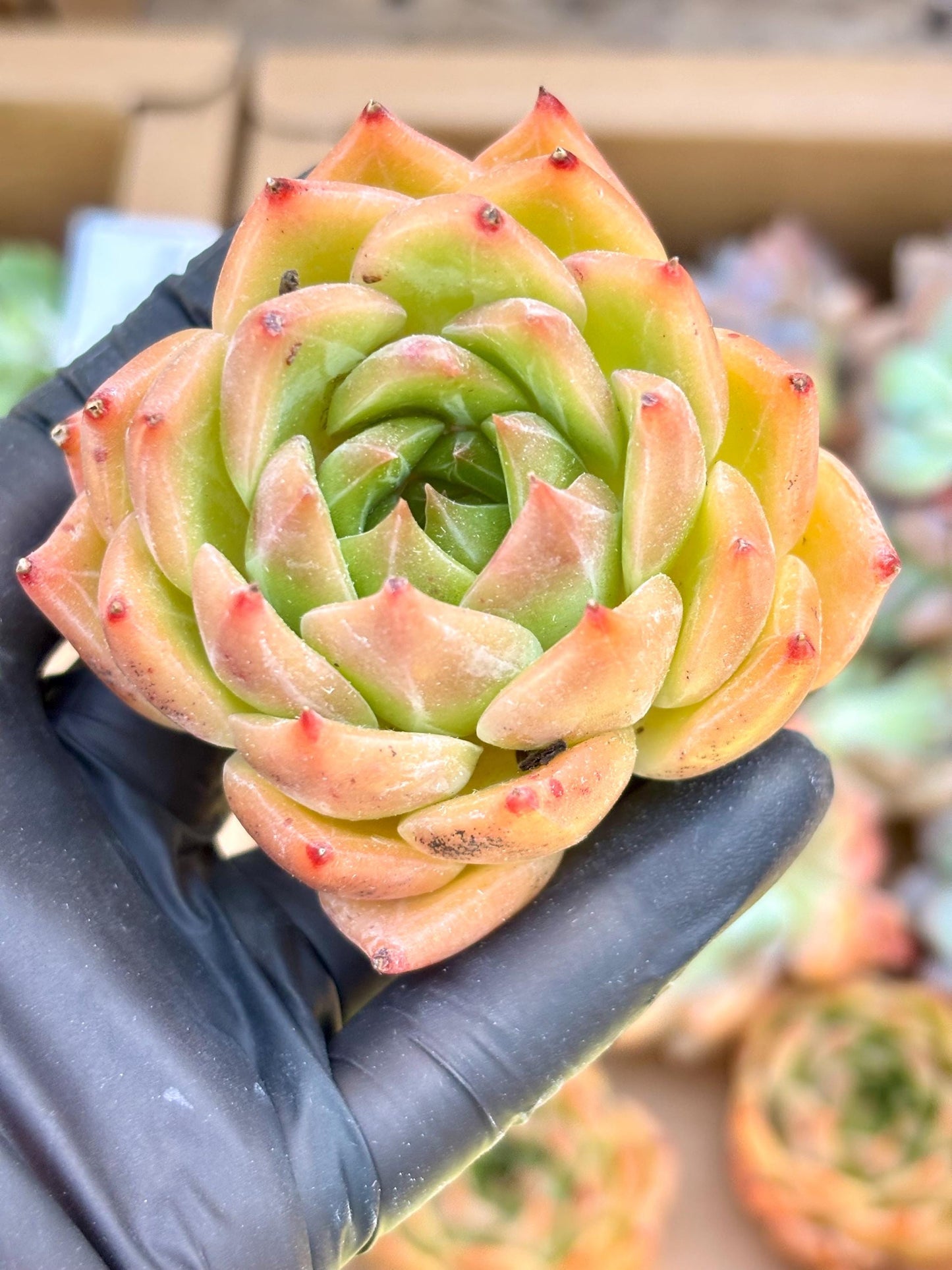 Echeveria Strawberry Candy | Live Succulent Plant | Korean Succulent | Variegated Echeveria | Imported Plants