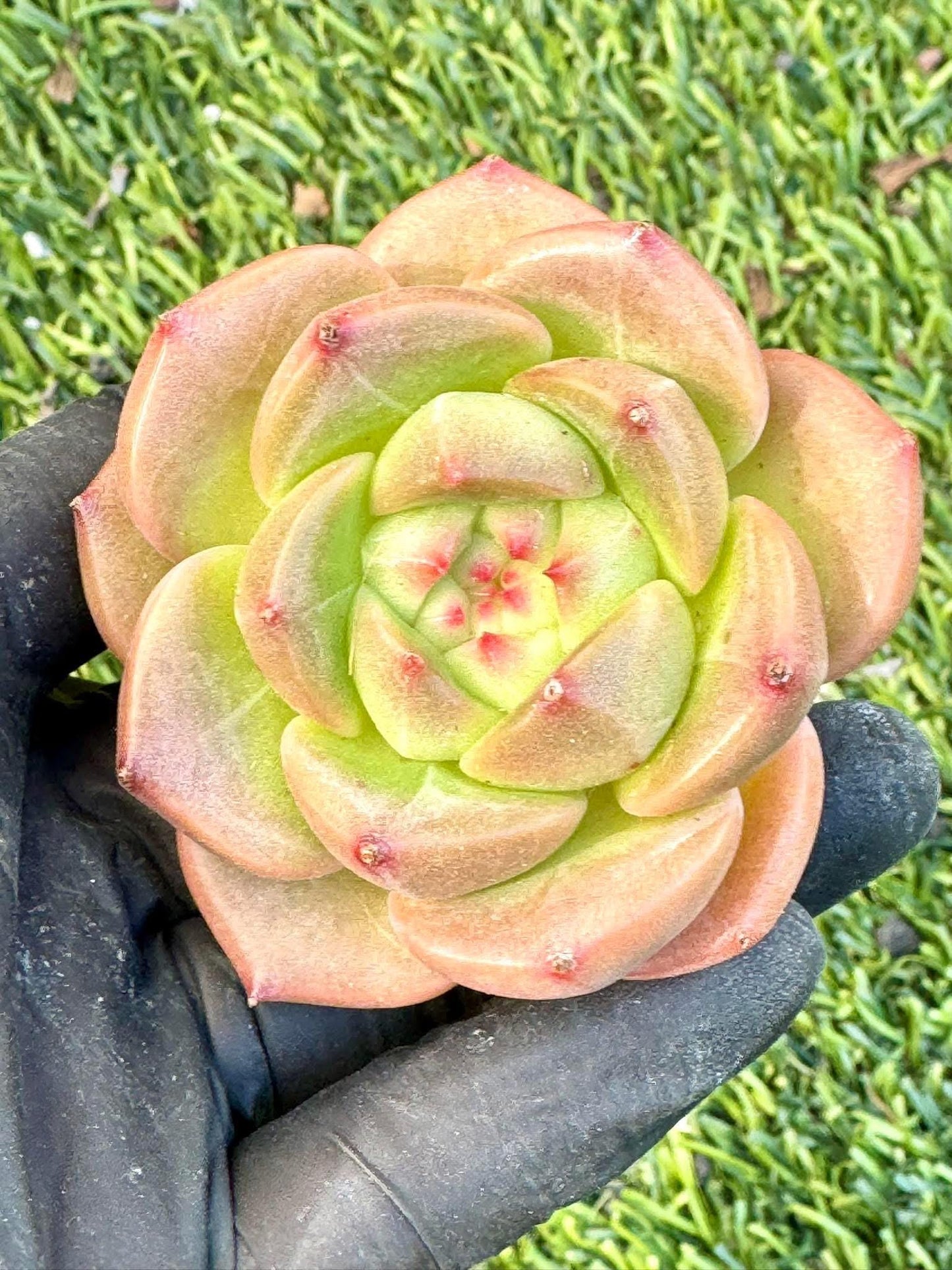 Echeveria Green Bodhi | Live Succulent Plant | Korean Succulent | Rare Imported Echeveria | Imported Plants