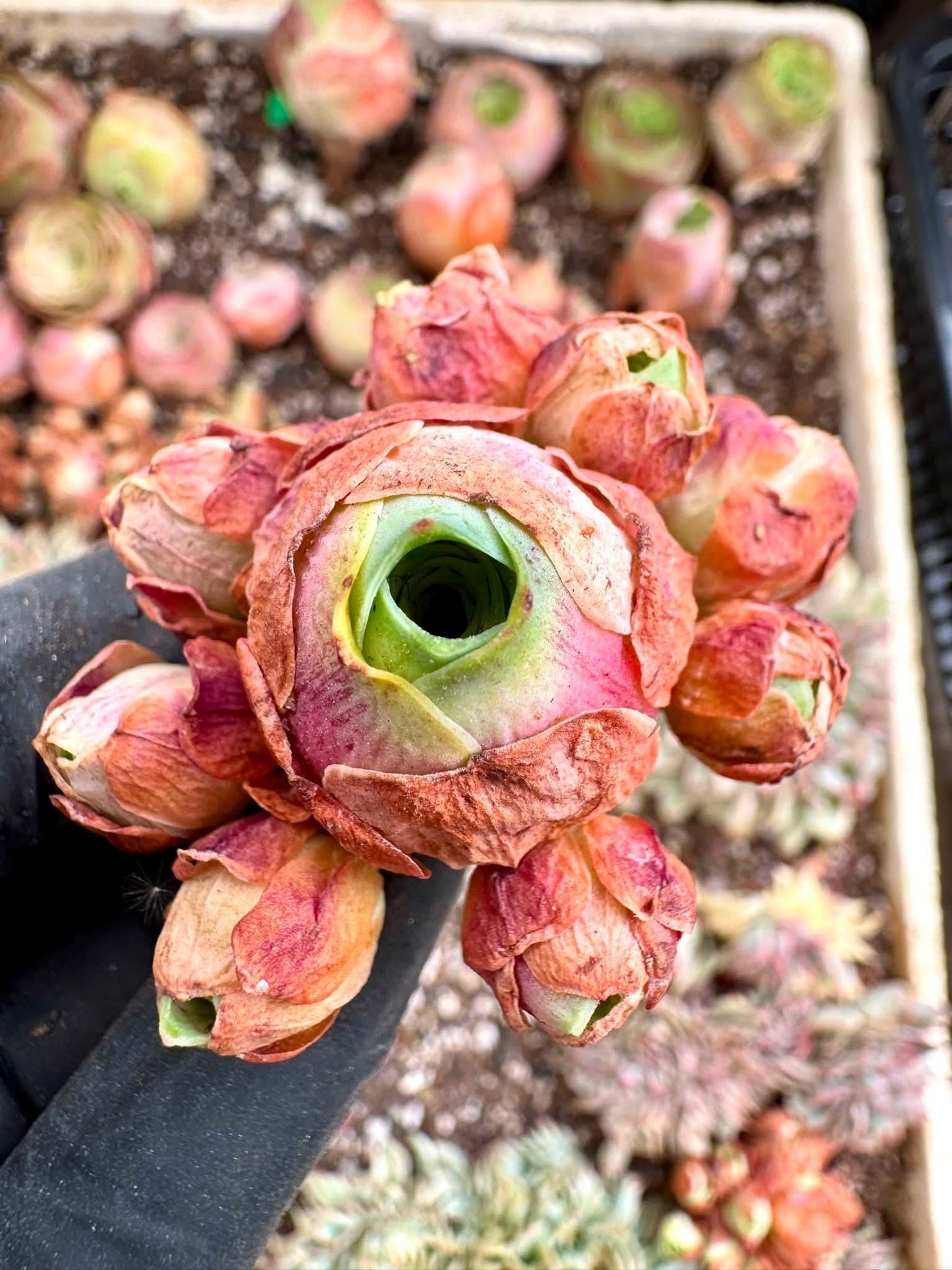 Greenovia Red Velvet | Rare Imported Succulent | Collector’s Succulent