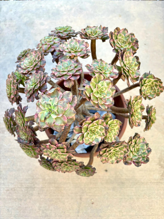 Aeonium Pearl Blossom Variegated | Live Succulent Plant | Rare Imported Aeonium | Imported Plants