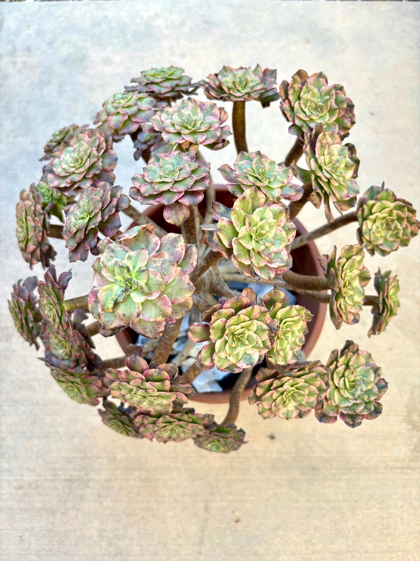 Aeonium Pearl Blossom Variegated | Live Succulent Plant | Rare Imported Aeonium | Imported Plants