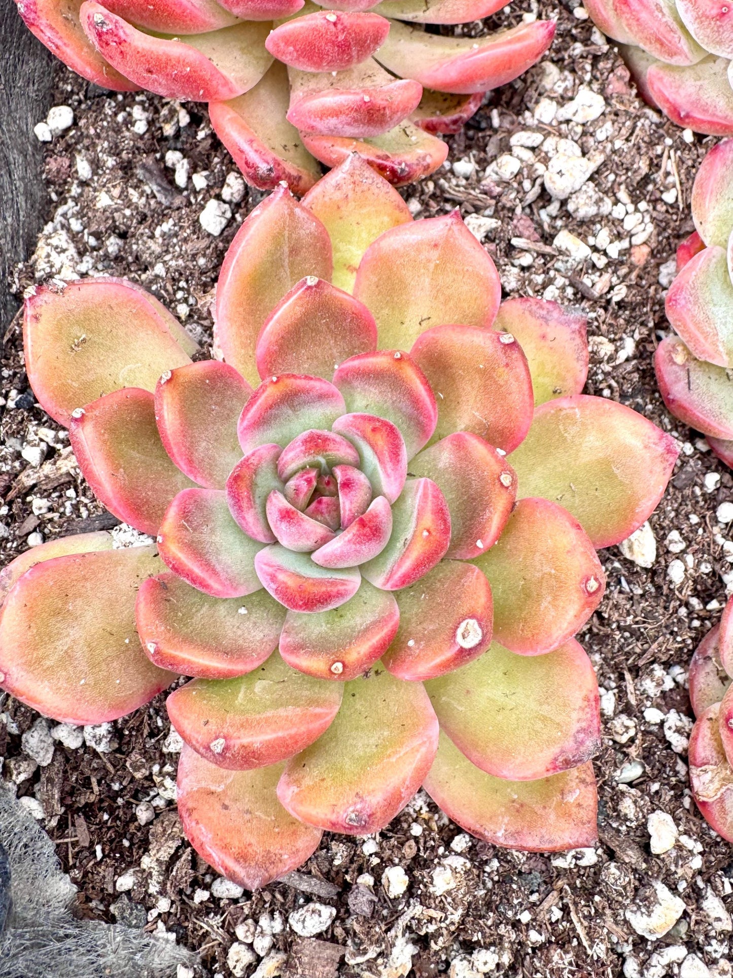 Echeveria Ziwei Sugar Heart | Live Succulent Plant | Korean Succulent | Rare Imported Echeveria | Imported Plants