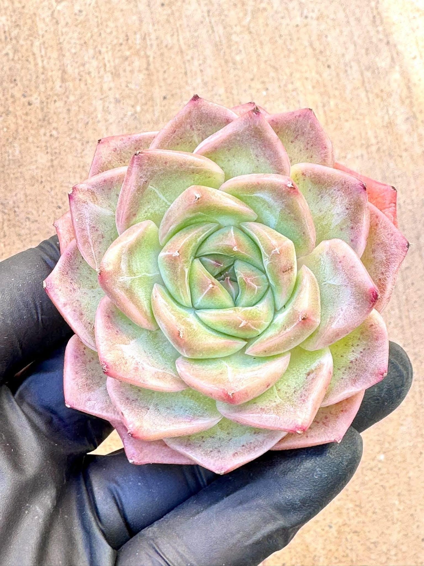 Echeveria Rose of Love | Live Succulent Plant | Korean Succulent | Variegated Pachyveria | Imported Plants