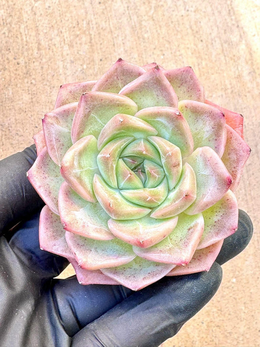 Echeveria Rose of Love | Live Succulent Plant | Korean Succulent | Variegated Pachyveria | Imported Plants
