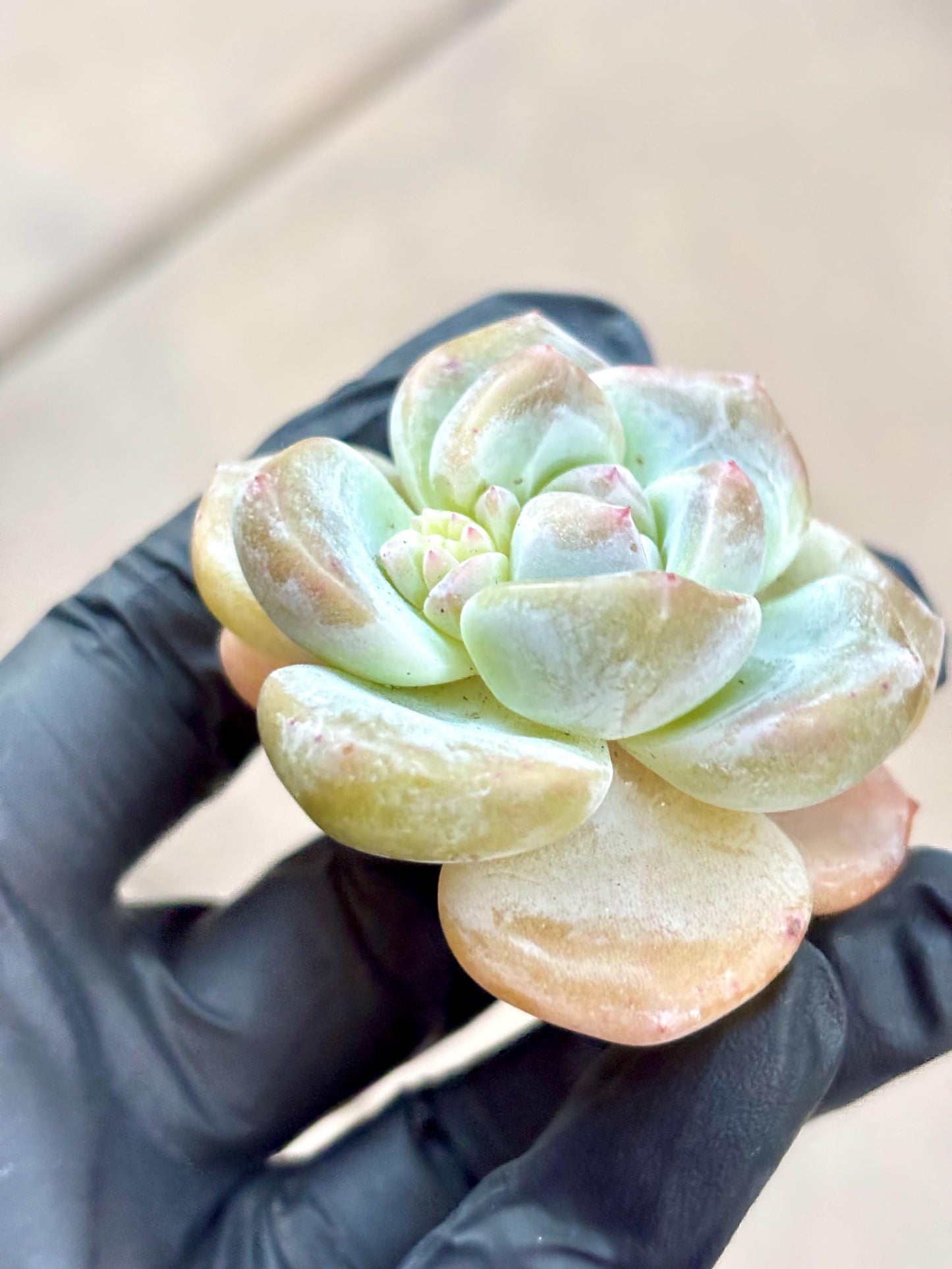Echeveria Eve Snow | Live Succulent Plant | Korean Succulent | Variegated Echeveria | Imported Plants