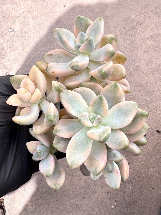 Echeveria Tituban Variegated | Live Succulent Plant | Korean Succulent | Rare Imported Echeveria | Imported Plants