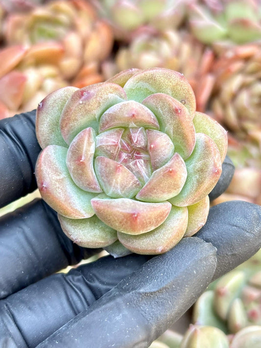 Echeveria Puff | Live Succulent Plant | Echeveria Cluster | Rare Imported Echeveria | Imported Plants