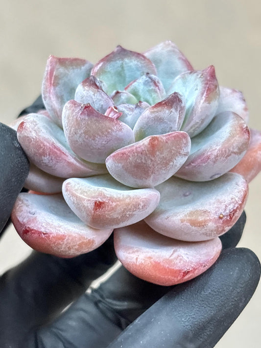 Echeveria Bentley Rose | Live Succulent Plant | Korean Succulent | Rare Imported Echeveria | Imported Plants
