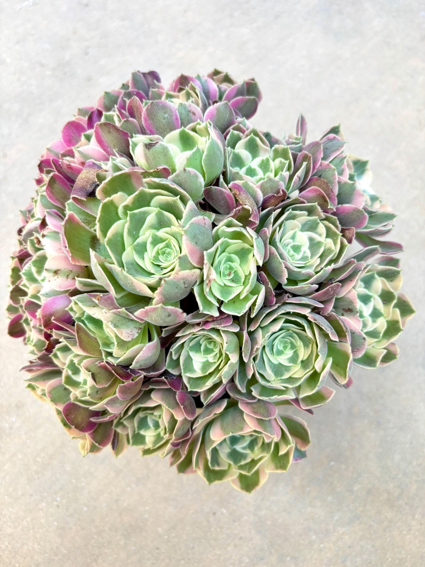 Aeonium White Witch Variegated | Live Succulent Plant | Rare Imported Aeonium | Imported Plants