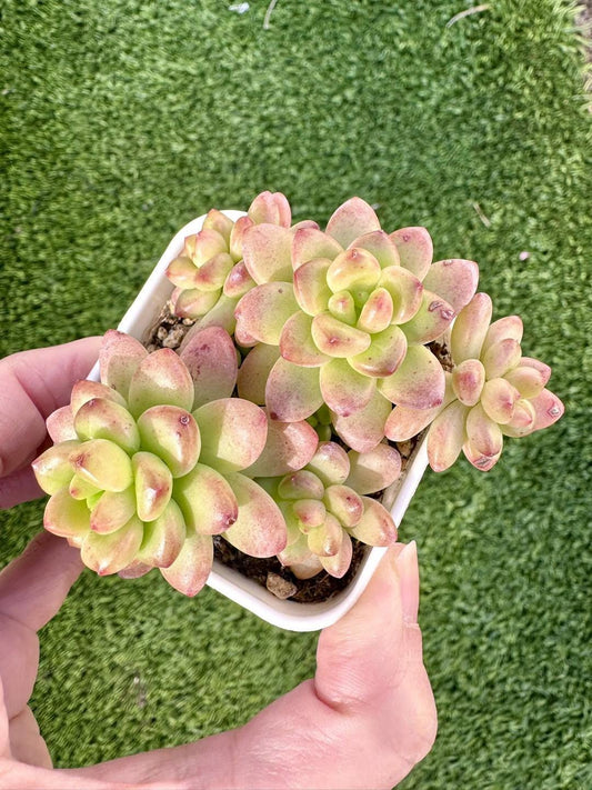 Echeveria Shangri-La Variegated | Rare Imported Succulent | Collector’s Succulent