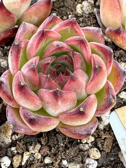 Echeveria Bonfire | Rare Imported Succulent | Collector’s Succulent
