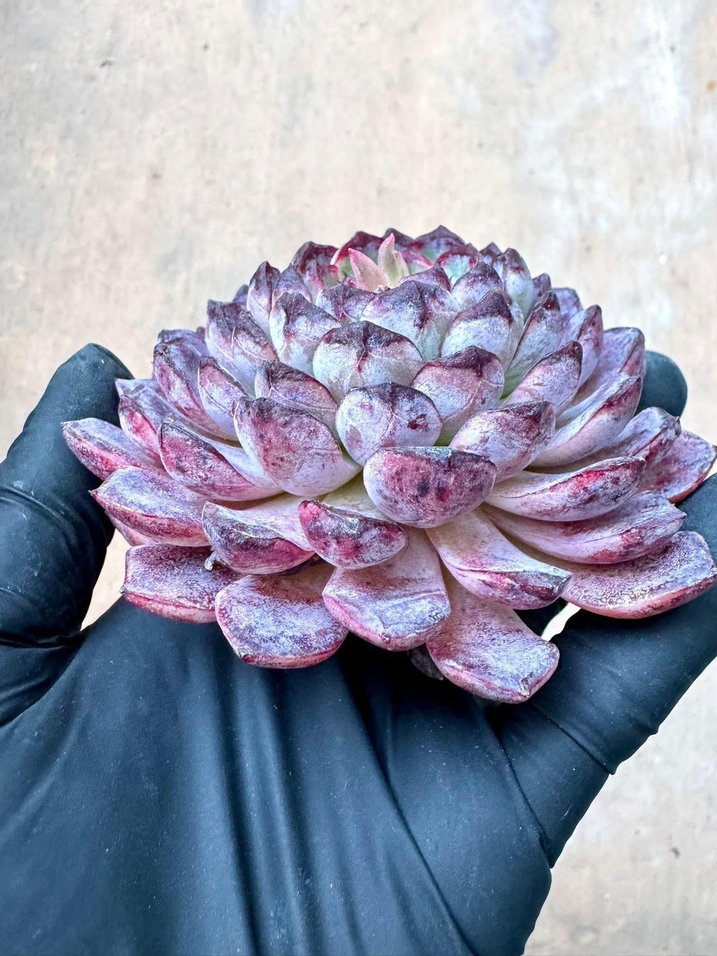 Echeveria Sunflower Treasure | Rare Imported Succulent | Collector’s Succulent