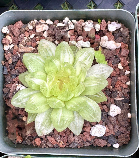 Variegated Haworthia Firework | Rare Imported Succulent | Collector’s Succulent