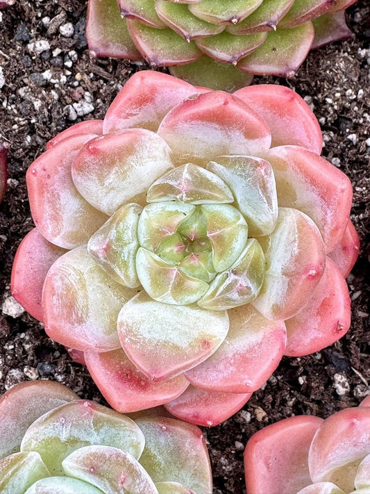 Echeveria Cherry Blossom Snow | Rare Imported Succulent | Collector’s Succulent