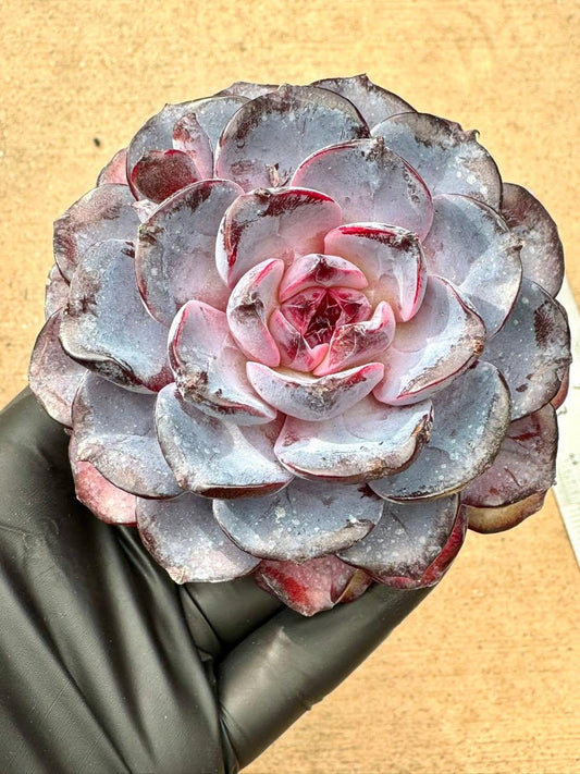 Echeveria Bird Nest | Rare Imported Succulent | Collector’s Succulent