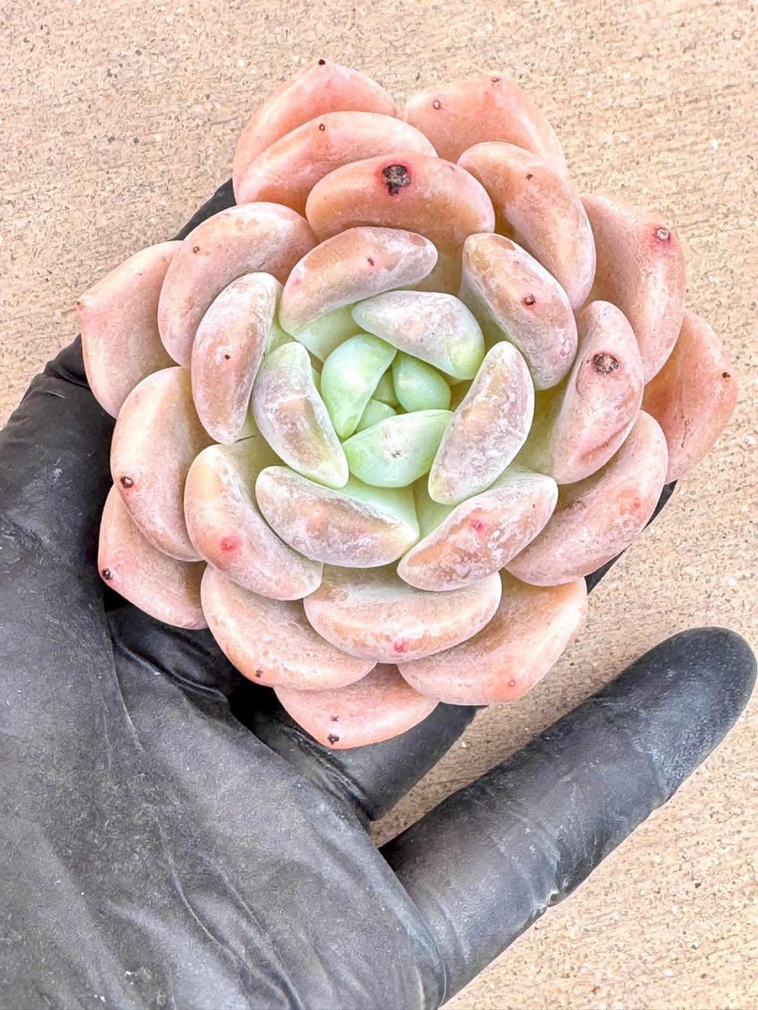 Echeveria Miss Sweetheart | Live Succulent Plant | Imported Plants | Imported Echeveria