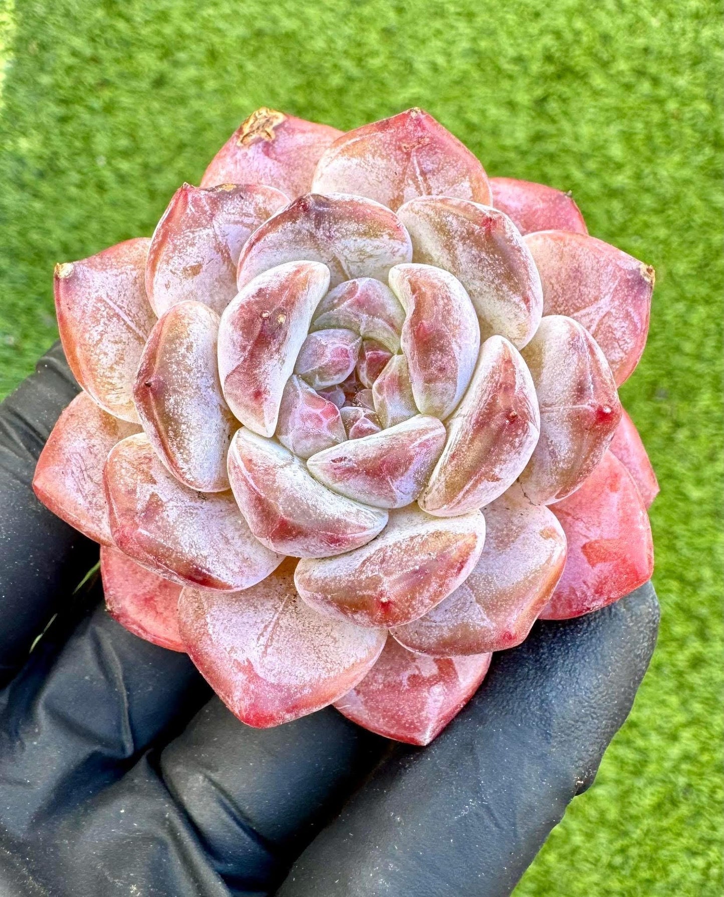 Echeveria Chocolate Ice | Live Succulent Plant | Korean Succulent | Variegated Echeveria | Imported Plants | Echeveria Clusters
