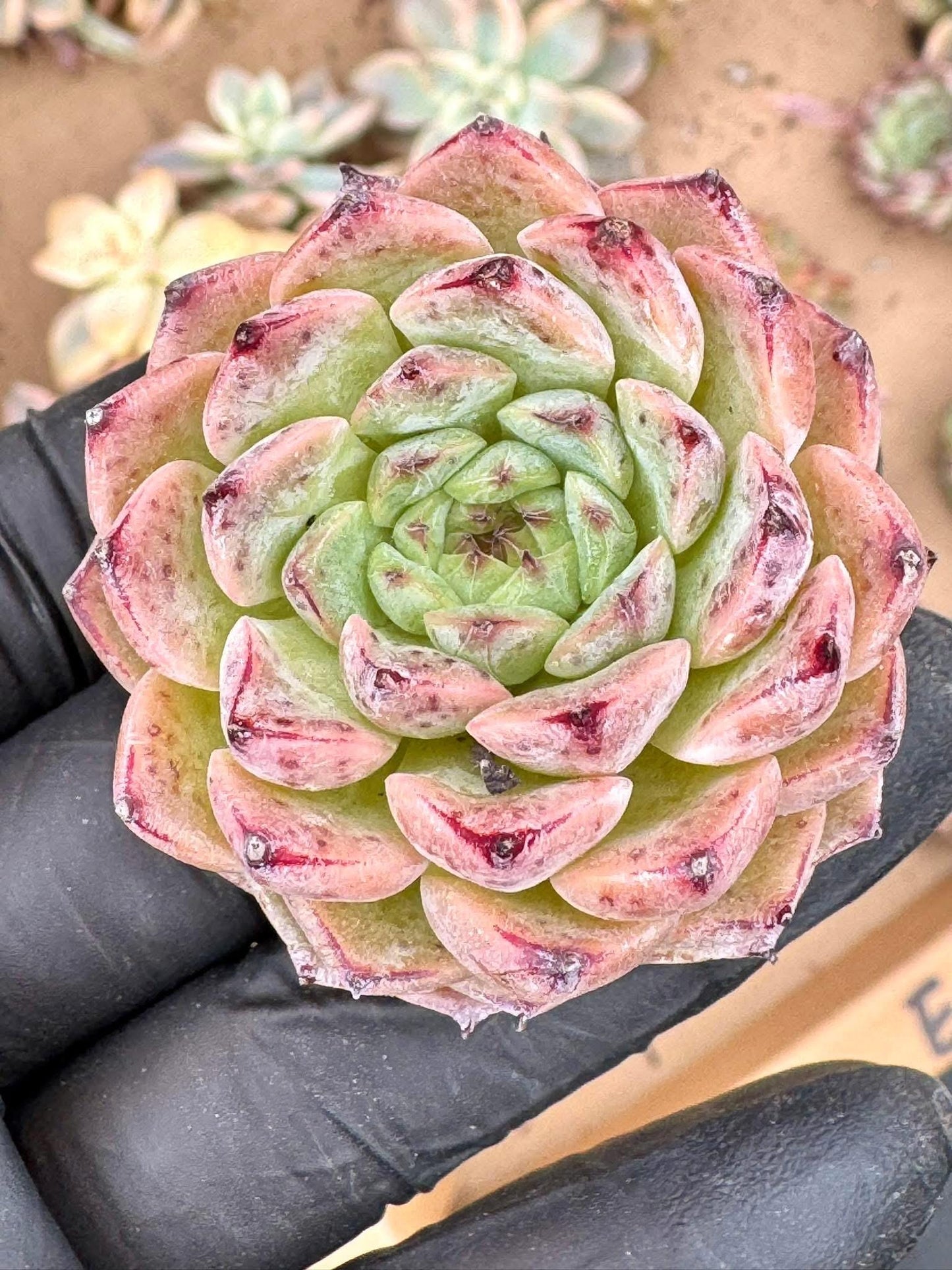 Echeveria Pink Pinkling | Live Succulent Plant | Korean Succulent | Variegated Pachyveria | Imported Plants
